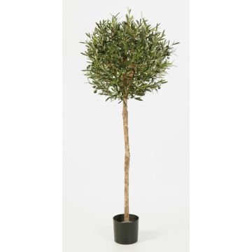 Olivo artificial PLATON, tronco real, con frutos, 140cm, Ø55cm