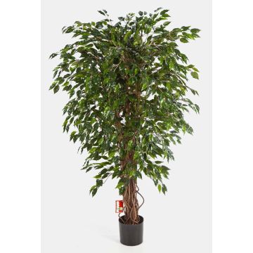 Ficus artificial DAKU, troncos naturales, verde, 180cm Ficus artificial DAKU, troncos naturales, verde, 180cm