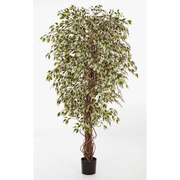 Ficus artificial DAKU, troncos naturales, verde-blanco, 180cm Ficus artificial DAKU, troncos naturales, verde-blanco, 180cm