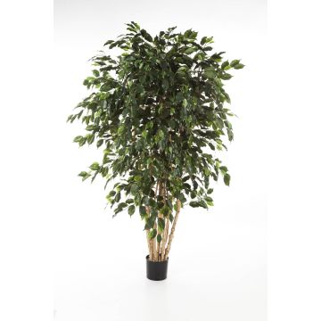 Ficus artificial DAREL, troncos naturales, verde, 240cm