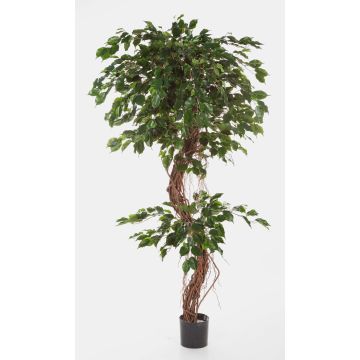 Ficus exotica artificial LUANO, troncos naturales, verde, 210cm Ficus exotica artificial LUANO, troncos naturales, verde, 210cm