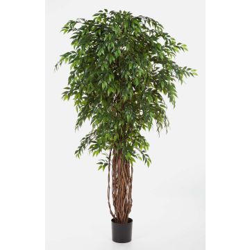 Ficus artificial ALIRIO, troncos naturales, verde, 210cm Ficus artificial ALIRIO, troncos naturales, verde, 210cm