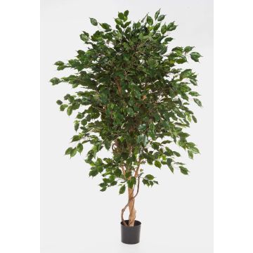 Ficus artificial DAMINO, troncos naturales, verde, 150cm Ficus artificial DAMINO, troncos naturales, verde, 150cm