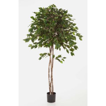 Ficus exótica sintético KURO, troncos naturales, verde, 210cm