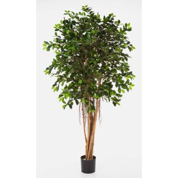 Ficus AURIOL con raíces aéreas, 2160 hojas, verde, 180cm