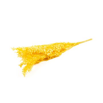 Ramitas secas de rusco AGNIATA, amarillo mostaza, 70-75 cm, Ø 17 cm