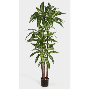Dr&aacute;cena Fragrans artificial LAURA, tronco natural, verde-blanco, 150cm