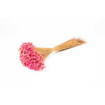 Ramo seco de flores secas AKALITI, rosa, 40-55 cm, Ø 11 cm