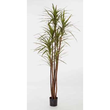 Dracaena Marginata artificial IMANI, tronco natural, verde, 150cm Dracaena Marginata artificial IMANI, tronco natural, verde, 150cm
