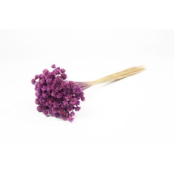Ramo seco AVISSA, flor brasileña, violeta, 45-60 cm, Ø 13 cm