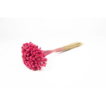 Ramo seco AVISSA, flor brasileña, rosa oscuro, 45-60 cm, Ø 13 cm