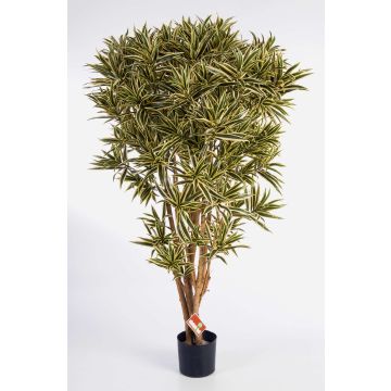 Dracaena reflexa Jamaica artificial AMELIA, tronco real, verde-amarillo, 145cm