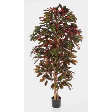 Árbol Croton sintético CARA, tronco natural, verde-rojo, 150cm