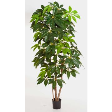 Schefflera Deluxe artificial COOPER, tronco natural, verde, 190cm Schefflera Deluxe artificial COOPER, tronco natural, verde, 190cm