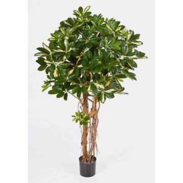 Schefflera artificial SIENNA, tronco natural, verde-blanco, 140cm Schefflera artificial SIENNA, tronco natural, verde-blanco, 140cm