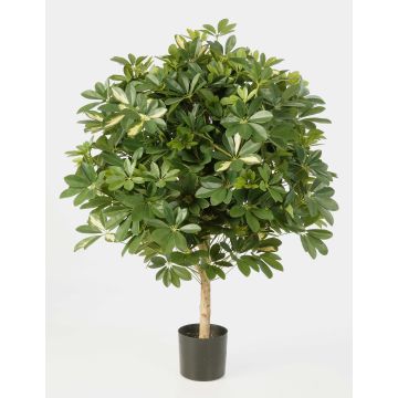 Arbusto Schefflera artificial ANTHONY, tronco real, verde-blanco, 110cm, Ø90cm Arbusto Schefflera artificial ANTHONY, tronco real, verde-blanco, 110cm, Ø90cm
