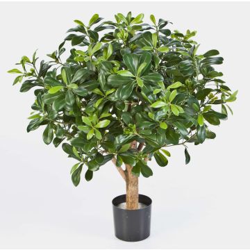 Pitosporo artificial ETHAN, tronco natural, verde, 65cm, Ø65cm