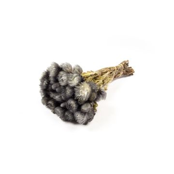 Ramo de flores secas BIBIANA, gris, 35-45 cm, Ø 15 cm