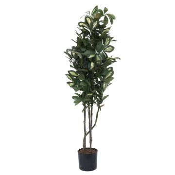 Schefflera plástico PAMINA, tronco artificial, verde-blanco, 120cm Schefflera plástico PAMINA, tronco artificial, verde-blanco, 120cm