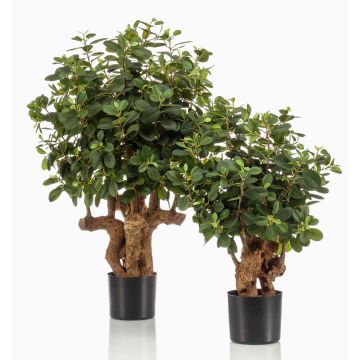 Ficus Retusa artificial CUMBIA, tronco natural, en maceta de cerámica, verde, 70cm Ficus Retusa artificial CUMBIA, tronco natural, en maceta de cerámica, verde, 70cm