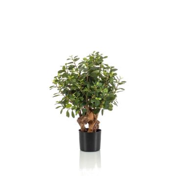 Ficus Retusa artificial CUMBIA, tronco natural, en maceta de cerámica, verde, 70cm Ficus Retusa artificial CUMBIA, tronco natural, en maceta de cerámica, verde, 70cm