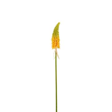 Flor decorativa lirio antorcha MAVORA, verde-amarillo, 80 cm