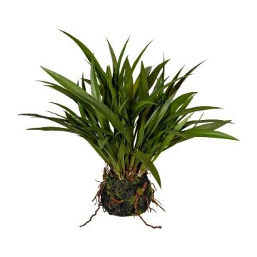 Hierba decorativa bambú chino SIMVO, bola de tierra, raíces, verde, 35 cm Hierba decorativa bambú chino SIMVO, bola de tierra, raíces, verde, 35 cm