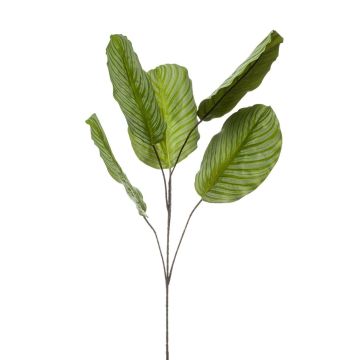 Rama artificial Calathea orbifolia KLINTO, verde grisáceo, 115 cm