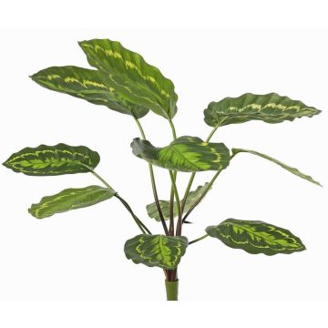 Planta artificial Calathea roseopicta WENFYN, varilla, verde, 55cm Planta artificial Calathea roseopicta WENFYN, varilla, verde, 55cm