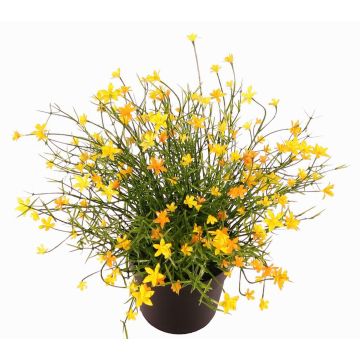 Flor decorativa impatiens GISINDA en maceta decorativa, amarilla, 25cm