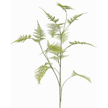 Rama decorativa Asparagus plumosus UHERA, verde, 140cm Rama decorativa Asparagus plumosus UHERA, verde, 140cm