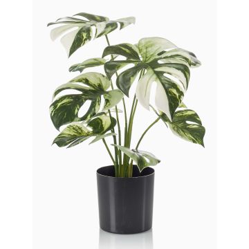 Filodendro falso Monstera Deliciosa Variegata ZAINE, verde-blanco, 40 cm Filodendro falso Monstera Deliciosa Variegata ZAINE, verde-blanco, 40 cm