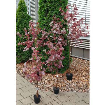 Eucalipto artificial WISCHERA, frutos, tronco artificial, maceta decorativa, rojo burdeos-gris, 120 cm