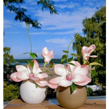 Magnolia artificial FEMI en maceta de cerámica beige, albaricoque, 20 cm, Ø 17 cm