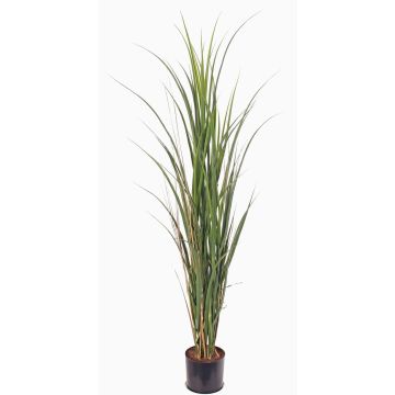 Césped artificial caña de azúcar SITHAMI, crossdoor, verde, 115cm