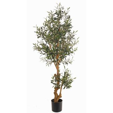 Olivo falso LAILANA, frutos, tronco artificial, 150cm Olivo falso LAILANA, frutos, tronco artificial, 150cm