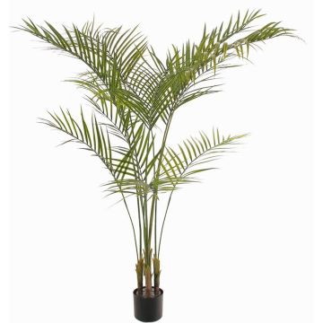 Palmera areca artificial AFENTIS, crossdoor, 165cm Palmera areca artificial AFENTIS, crossdoor, 165cm