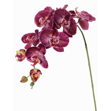 Rama decorativa de orquídea Phalaenopsis WESA, violeta oscuro-blanco, 100 cm Rama decorativa de orquídea Phalaenopsis WESA, violeta oscuro-blanco, 100 cm