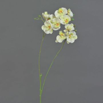 Rama de flor artificial de orquídea Phalaenopsis VILLANI, blanco-verde, 65 cm