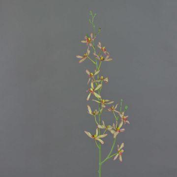 Rama de orquídea Cattleya artificial TRASSA, verde claro-rojo, 80 cm