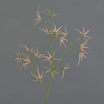 Rama artificial de Tweedia solanoides TOSAR, rosa-verde, 70 cm