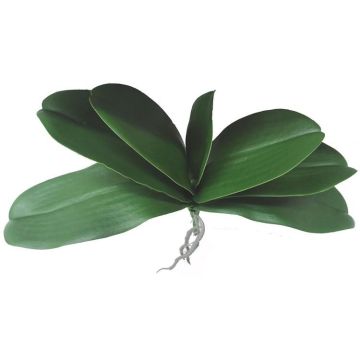 Hojas artificiales de orquídea Phalaenopsis PRIMALA, raíz aérea, 21 x 29 cm