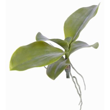 Hojas orquídea Phalaenopsis artificiales PRIMUS, raíz aérea, 19x34cm Hojas orquídea Phalaenopsis artificiales PRIMUS, raíz aérea, 19x34cm