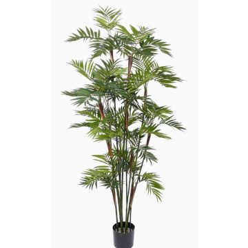 Chamaedorea artificial NAYELI, 200cm Chamaedorea artificial NAYELI, 200cm