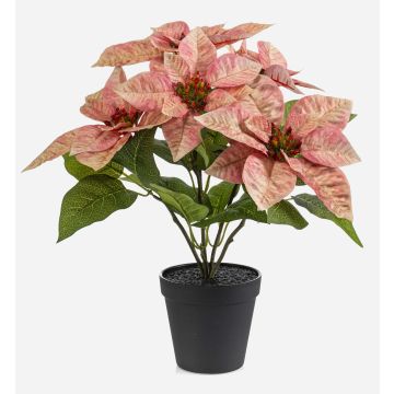 Estrella de Navidad artificial GRULEN en maceta decorativa, color melocotón, 40 cm