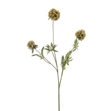 Rama decorativa de scabiosa en forma de estrella RANIK, verde, 70 cm Rama decorativa de scabiosa en forma de estrella RANIK, verde, 70 cm