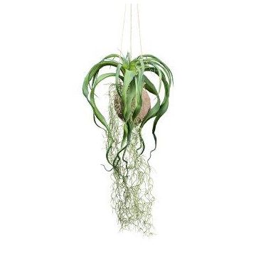 Maceta colgante de tillandsia GRISPU en coco, verde, 65 cm