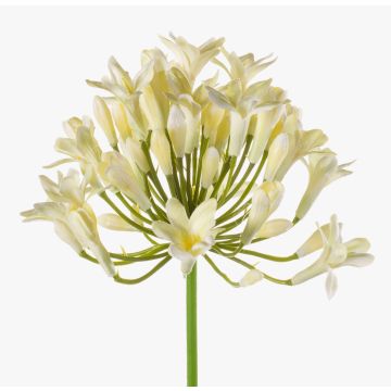 Agapanthus artificial PHILINA, crema, 75cm, Ø14cm Agapanthus artificial PHILINA, crema, 75cm, Ø14cm