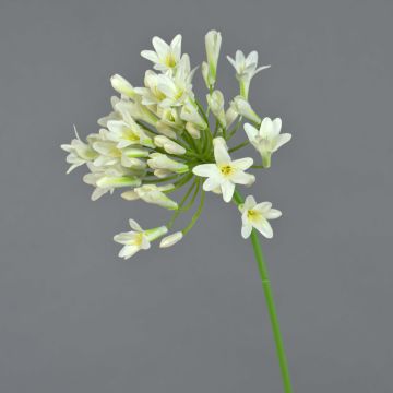 Agapanthus artificial PHILINA, crema, 75cm, Ø14cm
