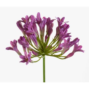 Agapanthus artificial PHILINA, violeta, 75cm, Ø14cm Agapanthus artificial PHILINA, violeta, 75cm, Ø14cm